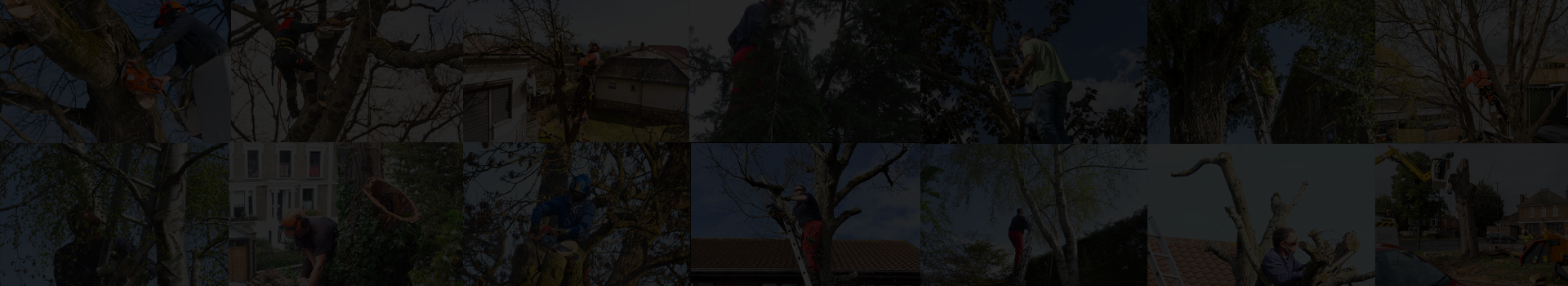 Maple Tree and Landscapes